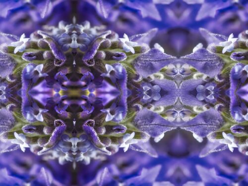 No 1 Lavender