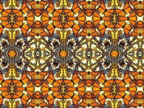 No 25 Warm Butterflies