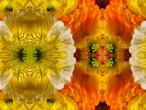 No 73 Poppies