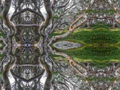 No 45 Snow Gums