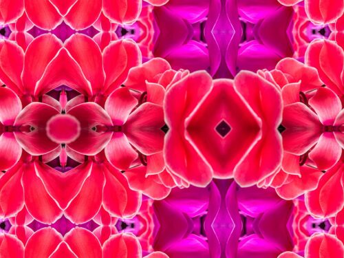 No 6 Pink Purple