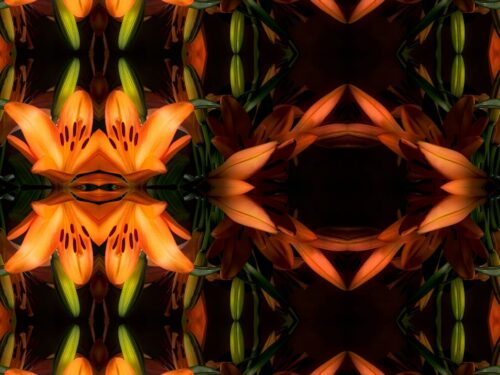 No 68 Sophie's Lilies